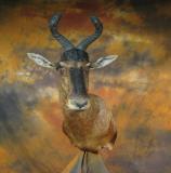 images/africa_game/taxidermy_06.jpg