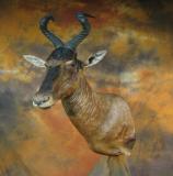 images/africa_game/taxidermy_07.jpg