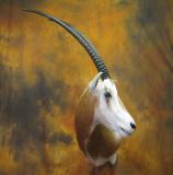 images/africa_game/taxidermy_09.jpg