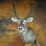 images/africa_game/taxidermy_13.jpg