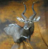 images/africa_game/taxidermy_15.jpg